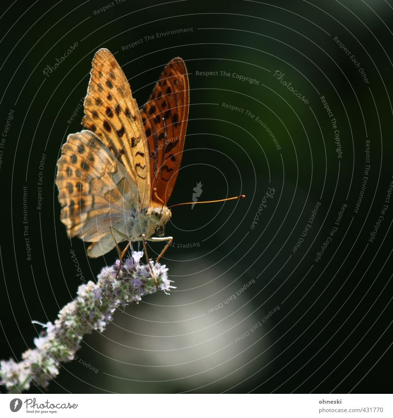 Old butterfly Nature Animal Blossom Wild animal Butterfly 1 Ease Colour photo Multicoloured Exterior shot Close-up Copy Space right Shallow depth of field