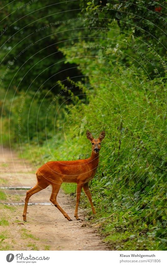 A doe crosses a forest path and notices me only at the moment of release. During the leaf time, however, they are all a bit through the wind. Environment Nature