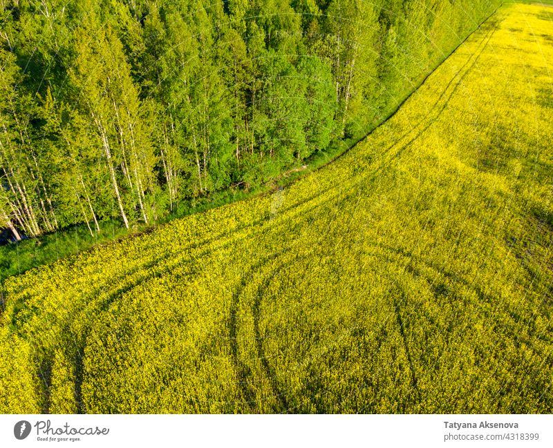 Field of rapeseed at summer field yellow plant oil agriculture flower canola oilseed rural farm sky green blossom crop landscape grow horizon farmland