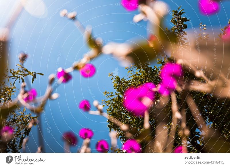 Bird's eye view of crown light carnation and cherry tree Branch Tree Relaxation awakening holidays spring Spring spring awakening Garden Sky allotment