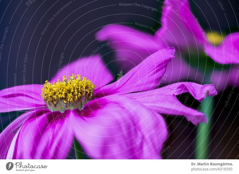 Cosmos bipinnatus, ornamental basket; inflorescences bipinnata Plant Ornamental plant summer bloomers from Mexico yearlong Pink violet pink blossom