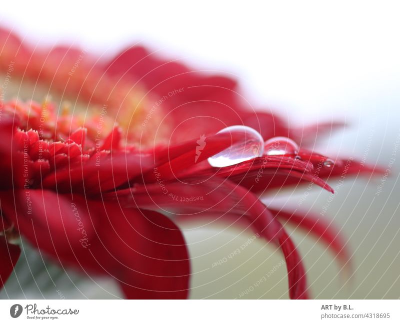 Raindrops on a tannera flower Reserve for the dry season Gerbera Blossom Red raindrops macro Close-up Water Drops of water