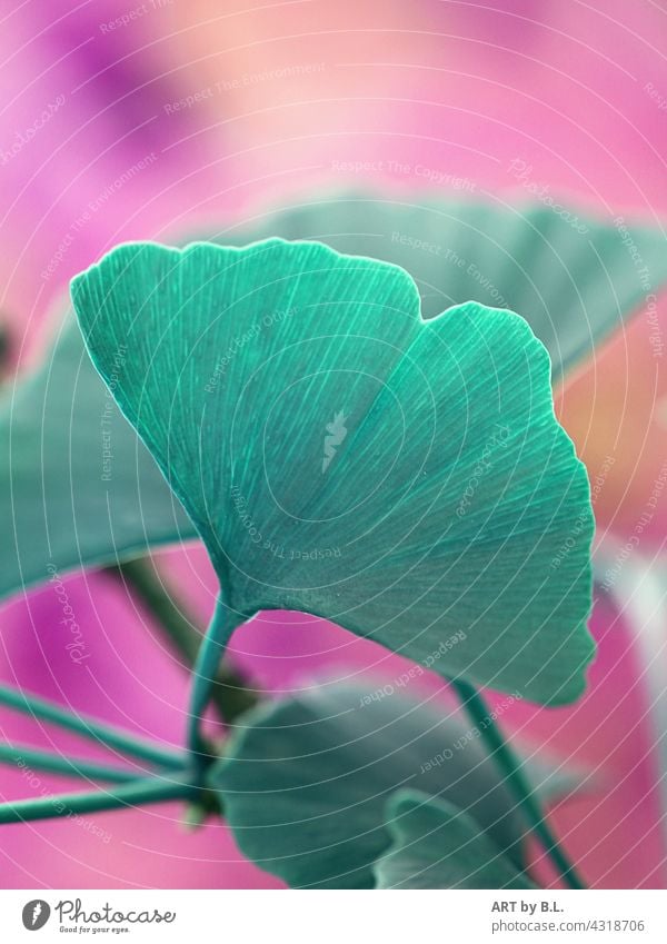 Ginkgo in colorful Image editing Ginko ginkgo leaf Leaf leaves Nature background