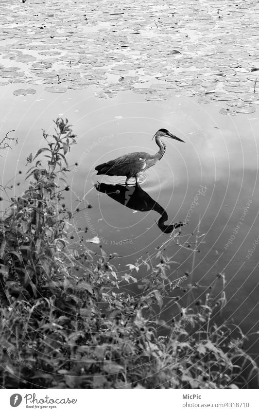 Grey heron foraging Foraging Heron herons Bird Nature Animal Exterior shot Wild animal Environment Animal portrait reflection Mirror image Lake in the water