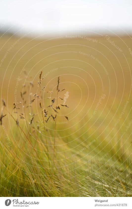 HOPE CARRIER Environment Nature Landscape Animal Plant Grass Park Meadow Field Breathe Gold Green "Field," Balance Calm Colour photo Exterior shot Deserted