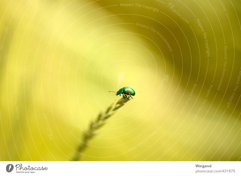 Nugget 3 Plant Beautiful weather Park Meadow Work and employment Breathe To enjoy Gold Green Balance Beetle Insect Colour photo Exterior shot Deserted