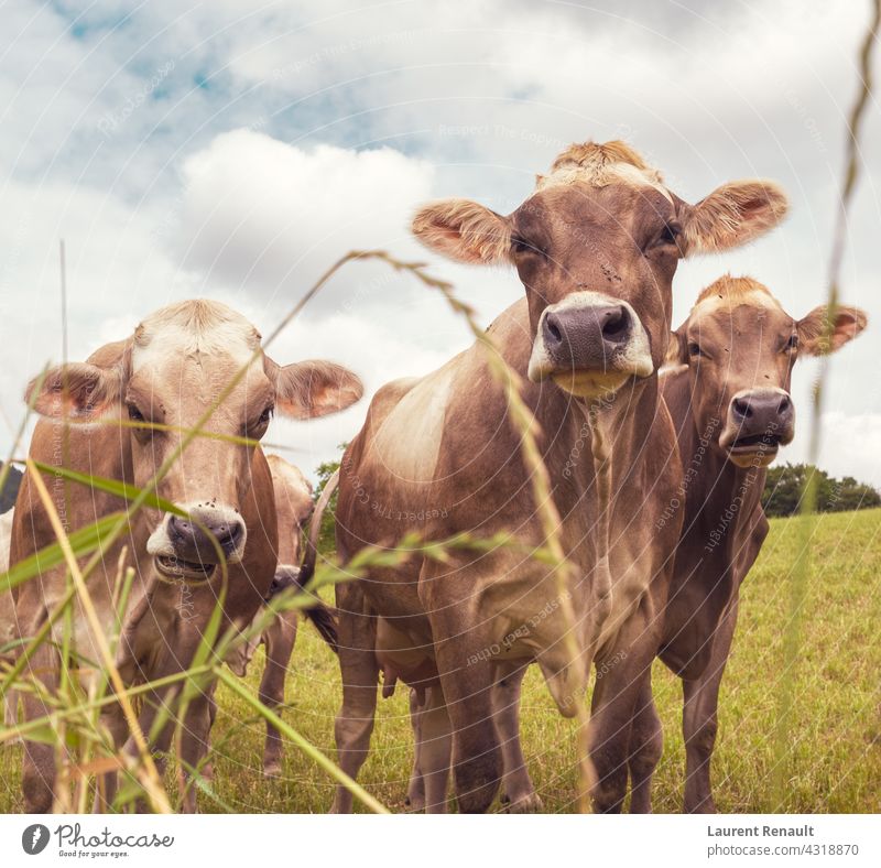 Aubrac cows in the nature France agriculture animal aubrac beef bovine cattle country farm farming farmland field heifer livestock pasture rural