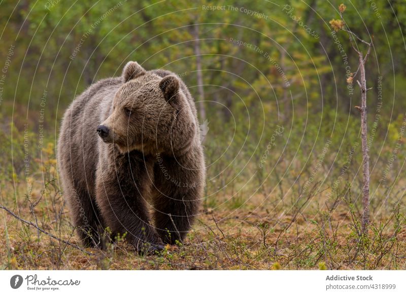 Wild brown bear walking in natural habitat animal nature reserve wild mammal predator wildlife carnivore hairy fluffy fur ursus arctos stand hunting fauna