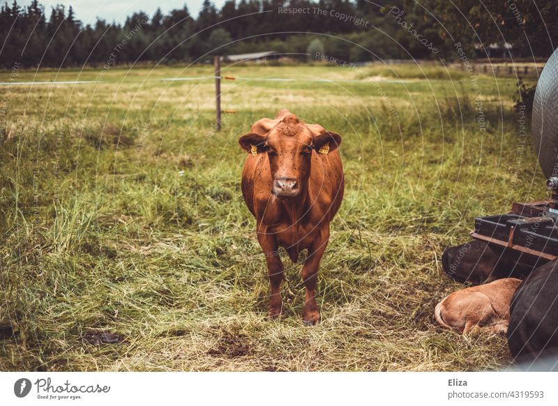 A brown cow stands in the pasture Cow Willow tree Animal Keeping of animals Brown Farm animal Agriculture Cattle Grass Meadow Species-appropriate