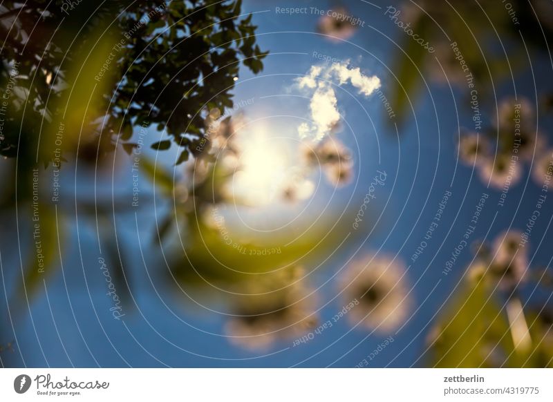 Bird's eye view of crown light carnation and cherry tree Branch Tree Relaxation awakening holidays spring Spring spring awakening Garden Sky allotment