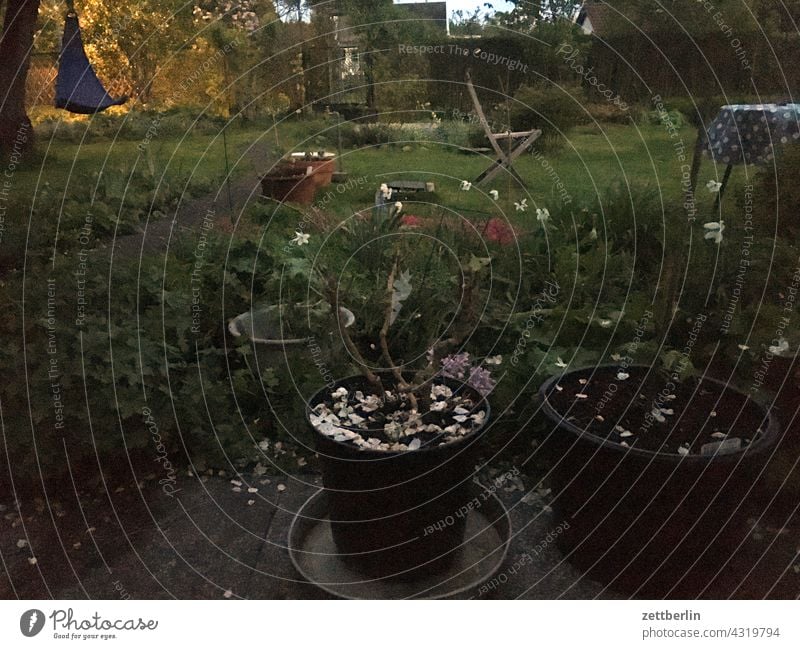 Garden in the evening allotment Garden plot garden colony Evening Closing time Twilight Pot Flowerpot Grass Lawn Meadow Blossom cherry blossom petals Spring