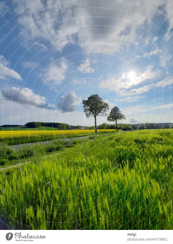 Country road and path surrounded by fields with barley and rape, two trees standing at the roadside in front of a blue sky with little clouds and sunshine off