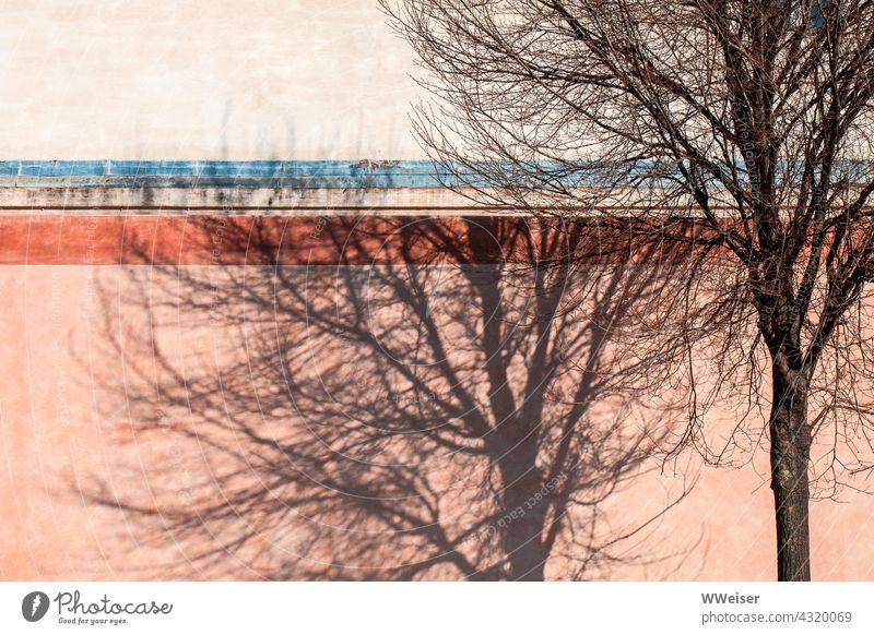 The shade of a tree waiting for spring in a southern town Shadow Tree Winter February warm Facade sunny Spirited ornamental Pink Orange twigs Delicate Branched