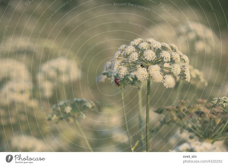 Seseli libanotis, Moon Carrot. Blooming white flowers on a green meadow on a summer sunny day. White cap of a flower of an umbrella plant in a meadow in sunlight.