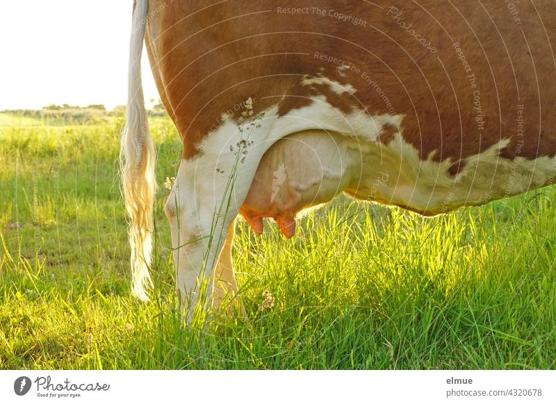 rear part of a brown-white cow with udder / milk / milk vein / cow tail / grazing Cow Cattle Udder cowtail organic milk Pelt Willow tree Organic produce