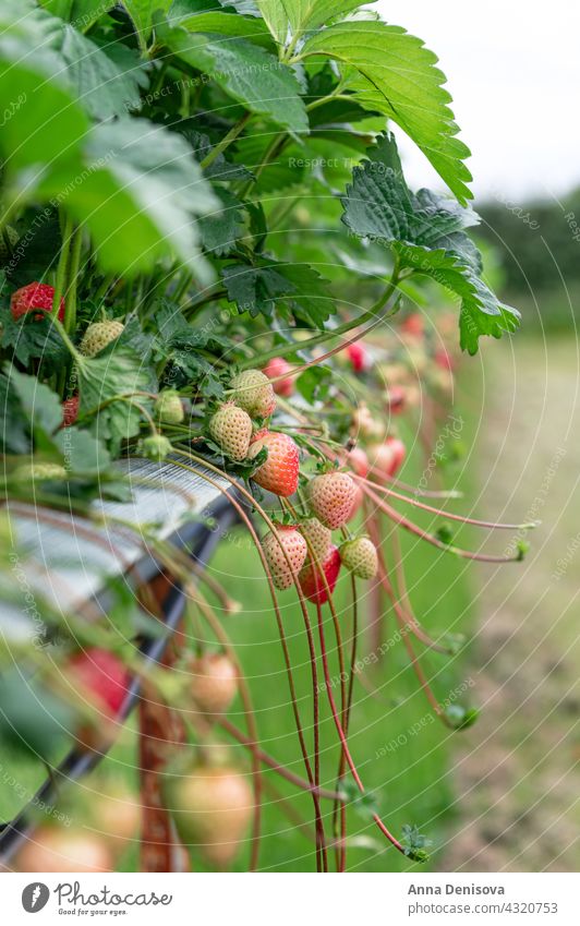 Strawberry picking in the farm strawberry harvesting farming grow field crop ripe summer garden plantation cultivation red fruit organic season fresh