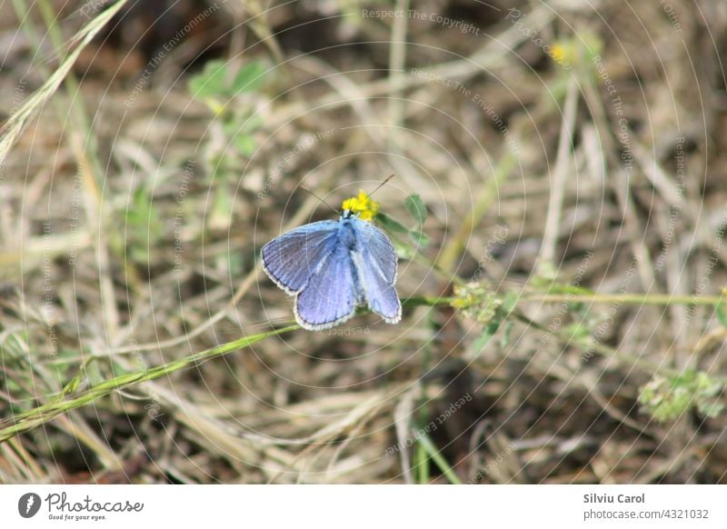 Blue butterfly on a plant closeup view with selective focus background colourful lepidoptera wing insect blue wildlife meadow summer pretty flutter morpho