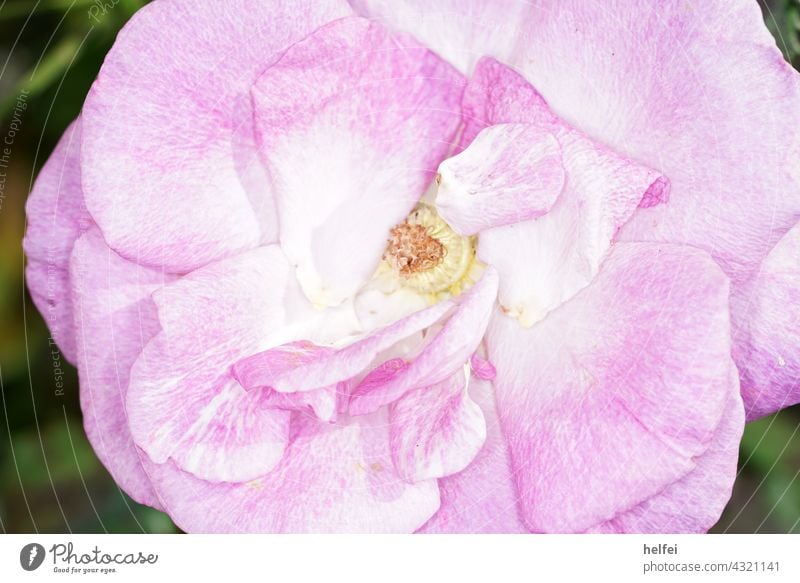 Rose in detail photographed with macro lens in garden pink Blossoming Roses autumn Garden autumn mood roses autumn garden Decoration Autumn Red Flower romantic