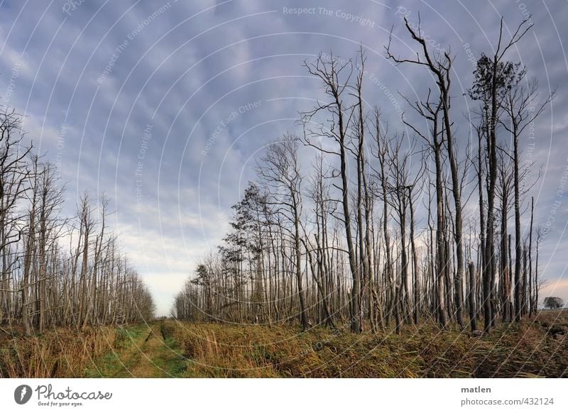 Dead or Alive Nature Landscape Plant Sky Clouds Weather Beautiful weather Tree Grass Meadow Forest Blue Gray Green Death Lanes & trails Colour photo