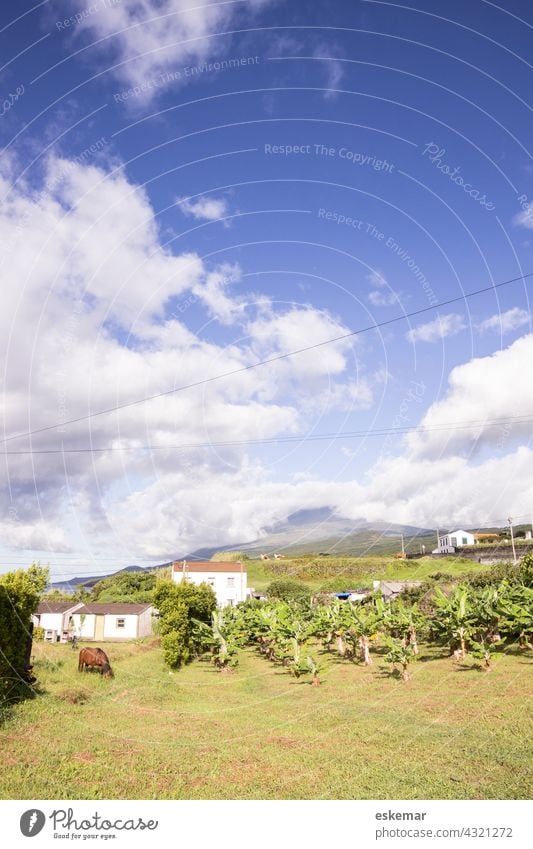 Landscape in the Azores Pico Bananas banana plants Portugal planting nobody House (Residential Structure) Cow Horse mountain Panorama (View) Day Exterior shot