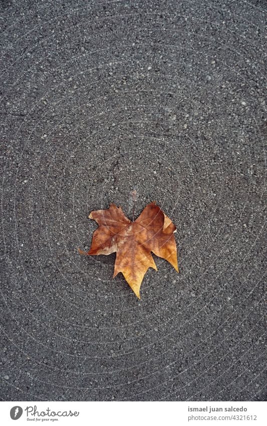 brown maple leaf on the ground in autumn season dry nature natural foliage textured outdoors background autumn mood autumn leaves autumn colors fall