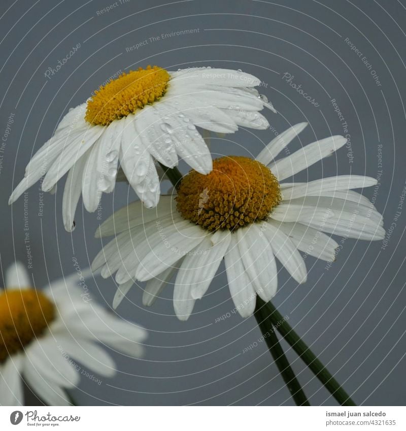 romantic white daisy flower in the garden in springtime petals plant floral nature decorative decoration beauty fragility freshness background season blossom