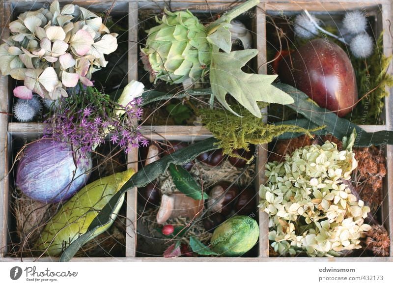 Autumn mixture Leisure and hobbies Handicraft Garden Arrange Decoration Plant Animal Moss Leaf Blossom Hydrangea blossom Dried Chestnut Artichoke Box Kitsch