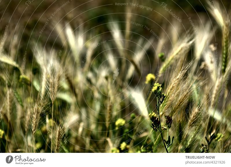 Ear dance in the light. Heat of a summer day. Farewell already to the green. Ear of corn Mature Dry Wild Sámen Grass Blossom Summer ardor Light Sunlight Shadow