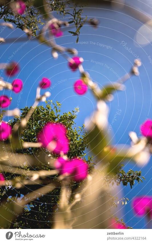 Crown light carnation with KIrschbaum from the frog perspective Branch Tree Relaxation awakening holidays Garden Sky allotment Garden allotments Deserted Nature