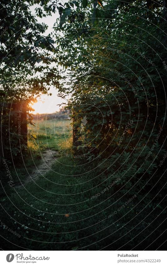 #A# Path to the sun Lanes & trails off Wayside Bend Perspective Sunset Field Meadow Goal door Opening Exterior shot Nature Sky Colour photo Landscape Grass