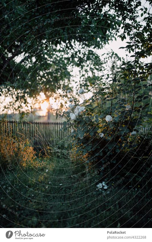 #A# Roses at sunset Sunset roses Rose blossom Rose leaves Green Garden Garden plants Garden allotments Garden plot tranquillity