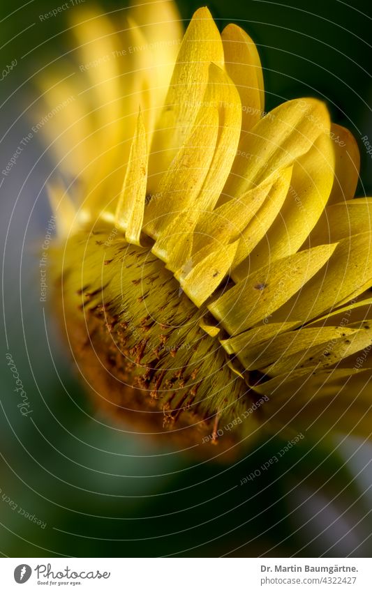 Helichrysum, strawflower, yellow hybrid Paper Daisy inflorescence Flower Blossoming Helichysum Hybrids variety Breeding Yellow asteraceae composite Compositae