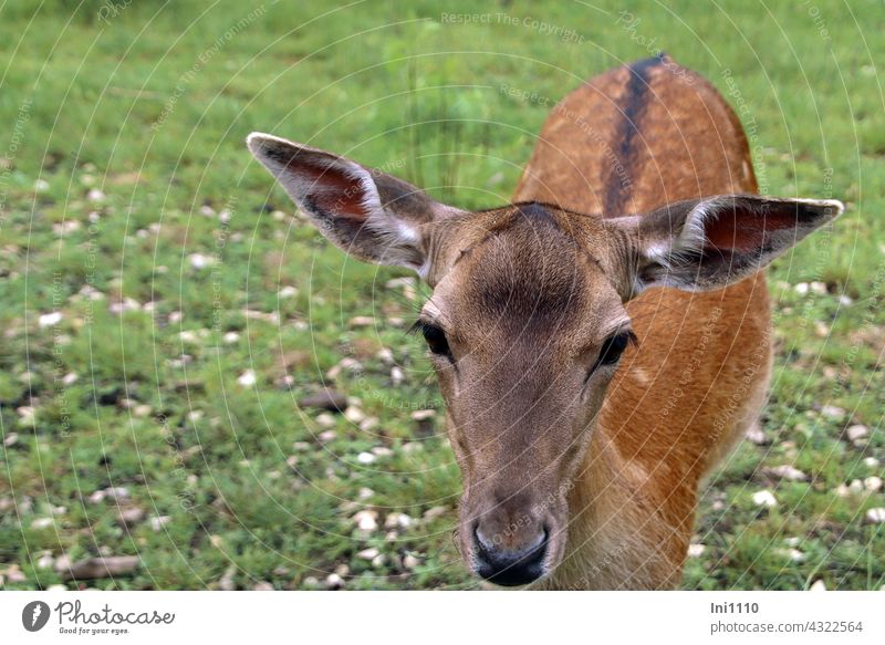 Velvet with spotted summer coat Animal Wild animal Fallow deer dama dama female stag Summer pelt Dab reddish-brown points eel line Game reserve Game park