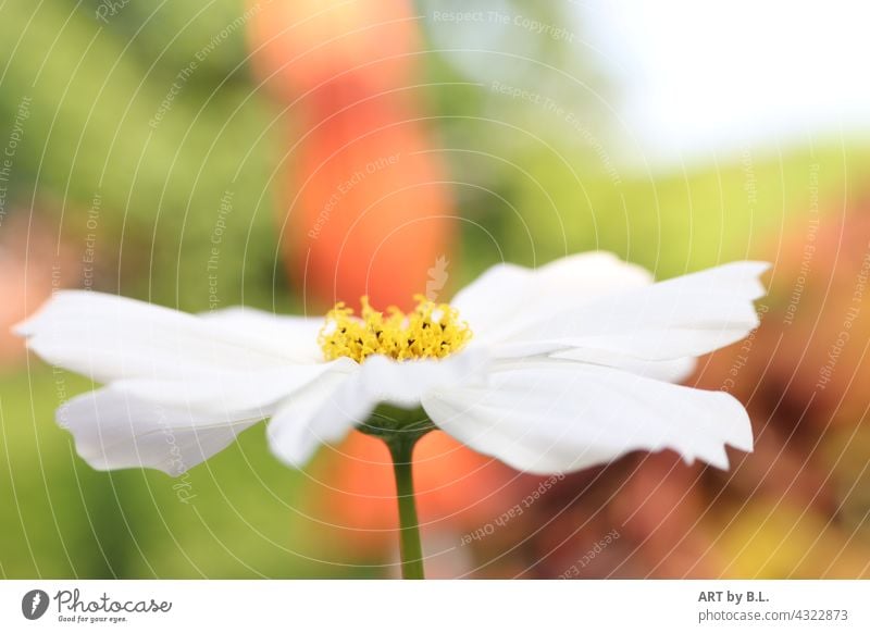 white autumn anemone time of year Autumn Flower Blossom Chinese Anemone open Open flourished Background blurred