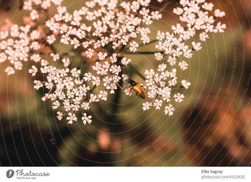 Beetle on the flower bush blossoms Plant Garden Blossom Close-up Deserted Blossoming Shallow depth of field Nature Flower Summer Copy Space bottom