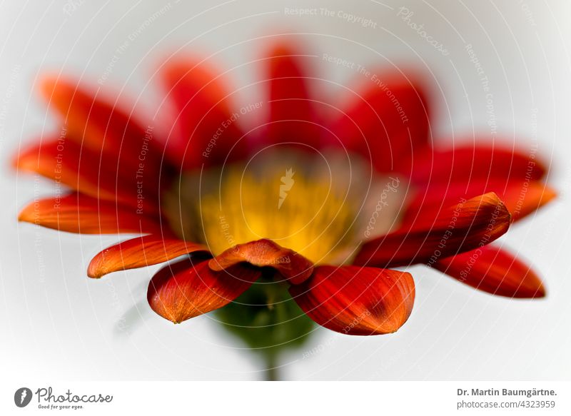 Inflorescence of a gazanie, dark orange Gazania Midday Gold Plant Flower inflorescence from South Africa Breeding shallow depth of field blossom selection