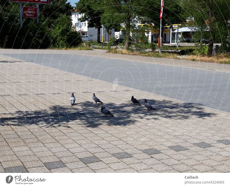 Pigeons flee from the heat into the shade pigeons heat wave Bird birds Exterior shot Flock Flock of birds Wild animal Group of animals Environment ardor Free