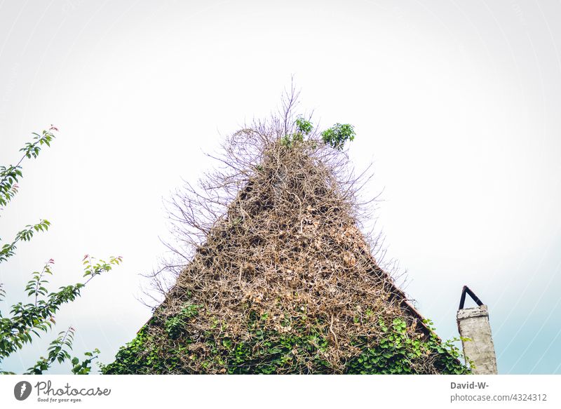 house overgrown with plants House (Residential Structure) Overgrown Ivy pediment Roof Quaint Chimney Growth Nature Facade Creeper forsake sb./sth.