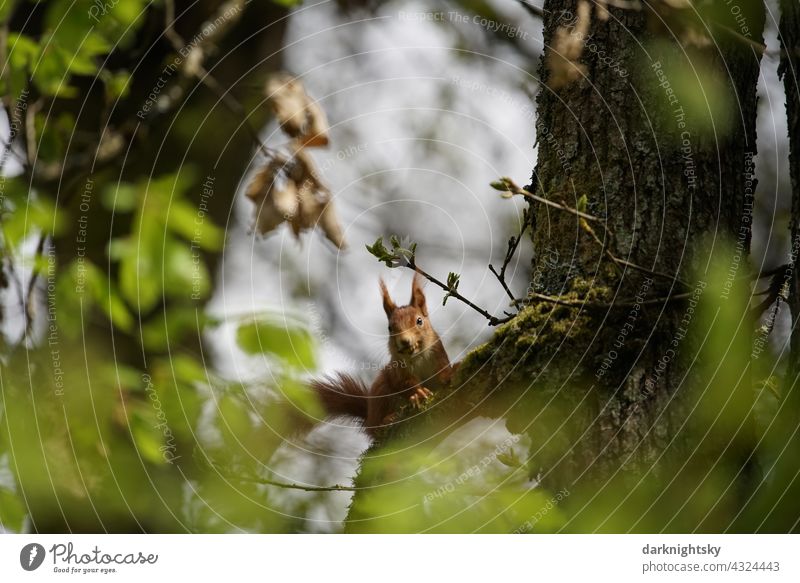 European squirrel (Sciurus vulgari) sitting on a tree and facing the photographer Squirrel rodent Forest Nature Animal portrait sciurus vulgaris red Mammal