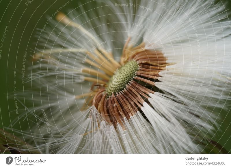 Fruit of the coltsfoot, Tussilago farfara, which likes to bloom at the wayside Coltsfoot Sámen Seed head Colour photo Exterior shot Deserted Green Close-up