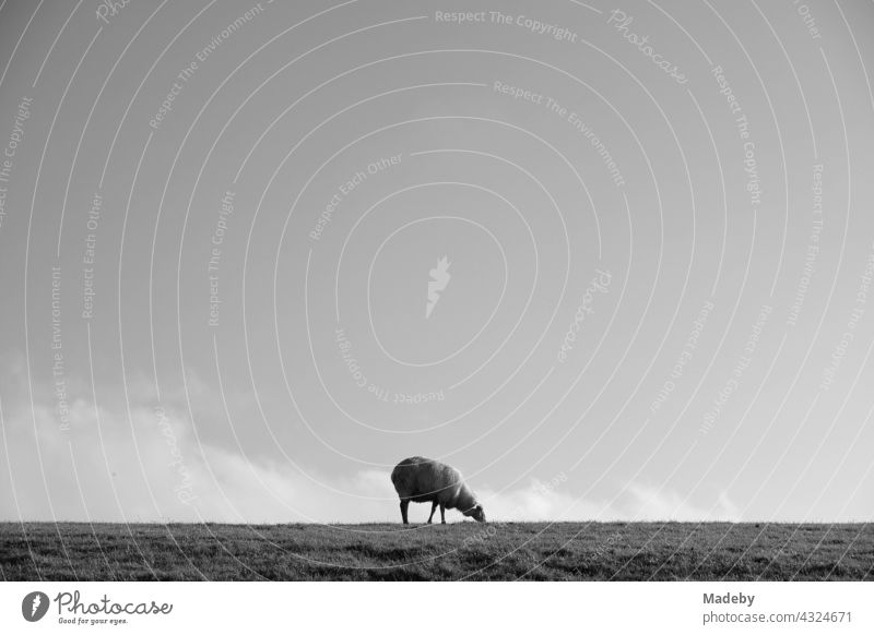 Lonely sheep in autumn on the dike in Bensersiel near Esens in East Frisia in Lower Saxony, photographed in neo-realistic black and white Sheep Animal