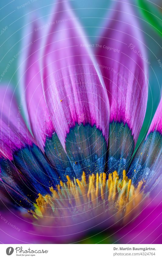 Inflorescence of a gazanie Gazania Midday Gold Plant Flower inflorescence from South Africa Breeding shallow depth of field blossom selection composite