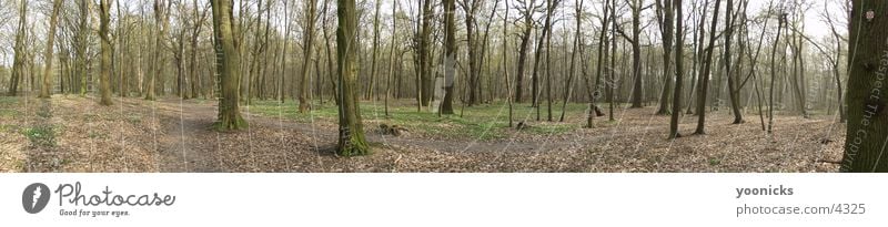 wood_small Forest Panorama (View) Nature Large Panorama (Format)