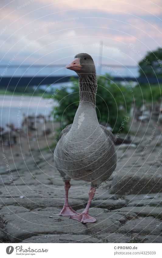 wild goose Wild goose bank Town evening sky Bridge portrait Bird Walking Wild animal Beak plumage