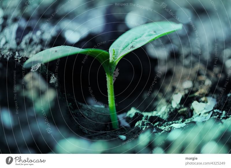 A small plant in the ground Plant Green Near Macro (Extreme close-up) Close-up Garden Shallow depth of field Detail Environment Light Leaf Earth Deserted Nature