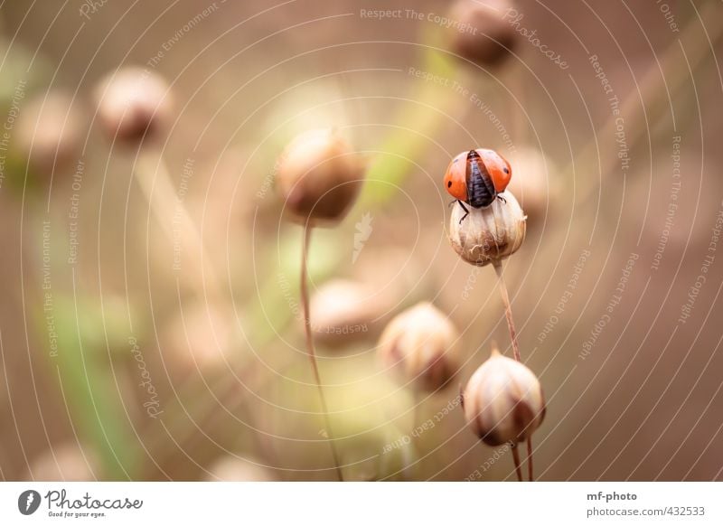 ready to start Nature Plant Animal Summer Garden Beetle Ladybird 1 Brown Green Orange Red Happy Colour photo Deserted Day