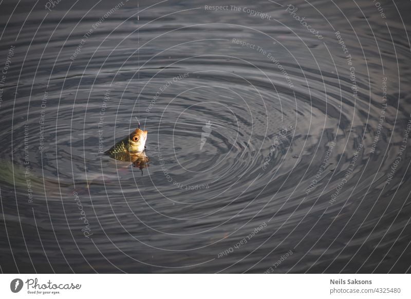 Close up single common rudd fish on hook. Fishing with fishing rod. wavy water in summer evening, no one around angler animal autumn bait beach bird bite boat