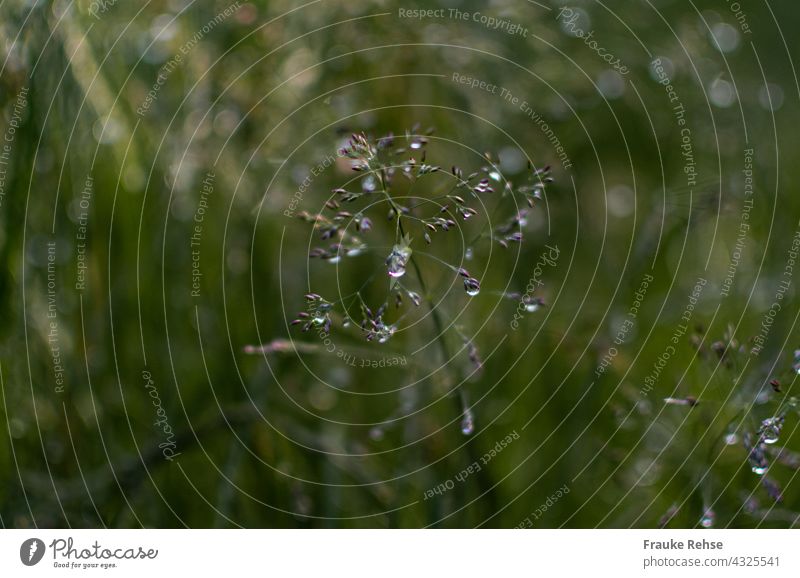 Marsh meadow grass (Poa palustris) with water droplets Marsh bluegrass panicle grass Grass raindrops dew drops in the morning Meadow summer meadow