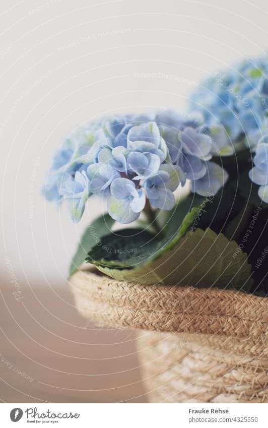 Blue flower spike of indoor hydrangea against light background Indoor Hydrangea blue blossoms umbel Flower umbel Green inside Blossoming natural light Delicate