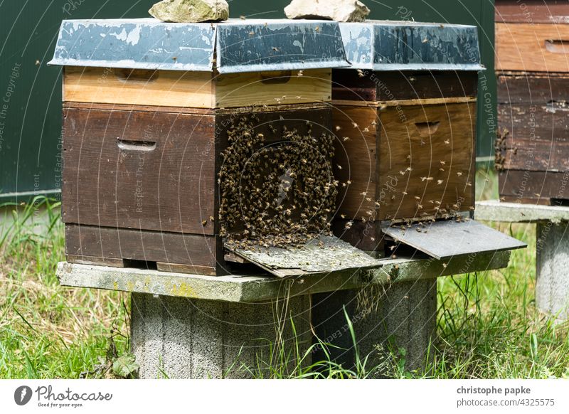 Bees fly at hive Beehive bees Insect Honey bee beekeeping Apiary Bee-keeper Farm Colony Nature naturally Food Bee-keeping Flying Agriculture